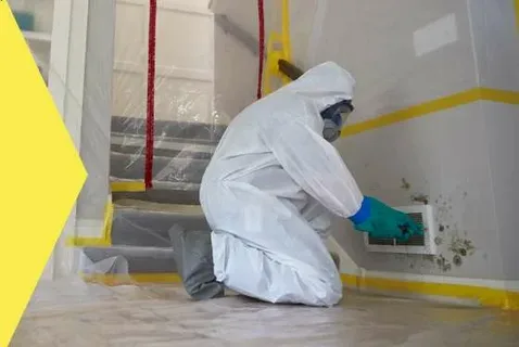 How Much Do Mold Remediation Services Cost in El Paso, TX? 