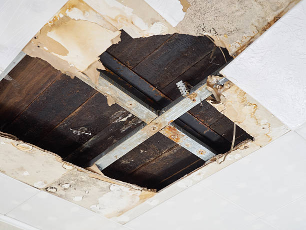 Step by Step Process of Reliable Commercial Mold Removal in El Paso, TX