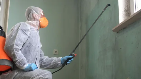 Residential Mold Remediation Services in El Paso, TX